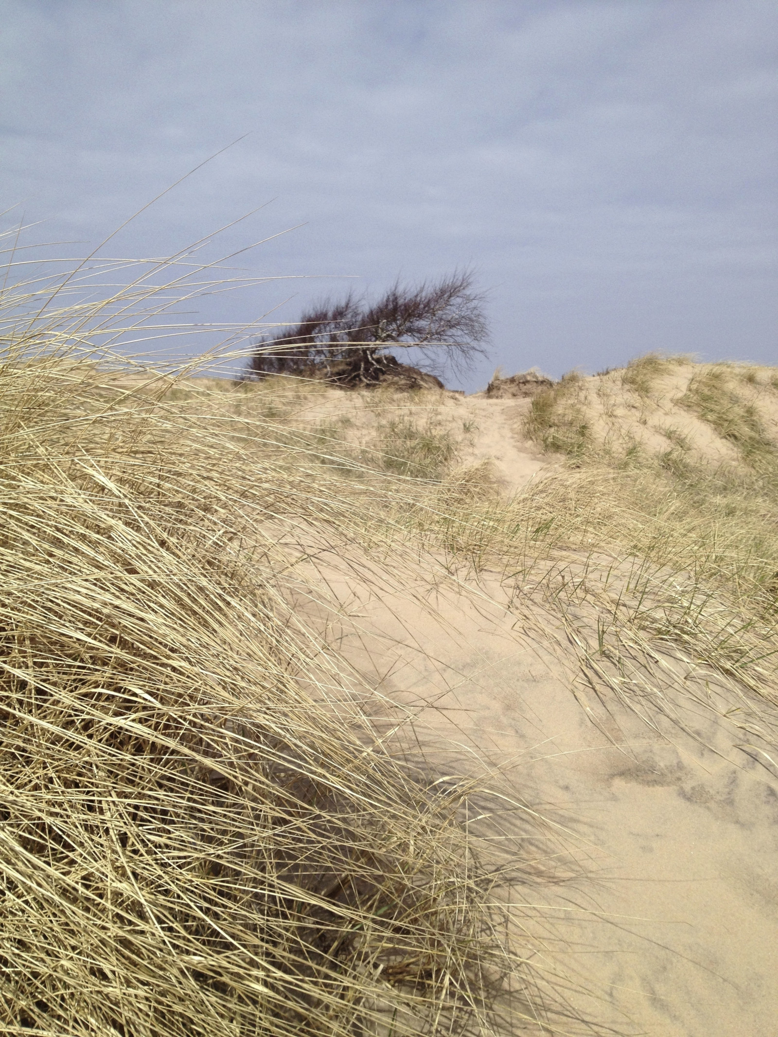 paesaggio, mare, collina, sabbia, erba, campo, costa, scogliera, vento, duna, steppa, Terreno, prateria, Materiale, prateria, suolo, geologia, habitat, ambiente naturale, landform, ecosistema, famiglia di erba, calanchi, landform Eolie