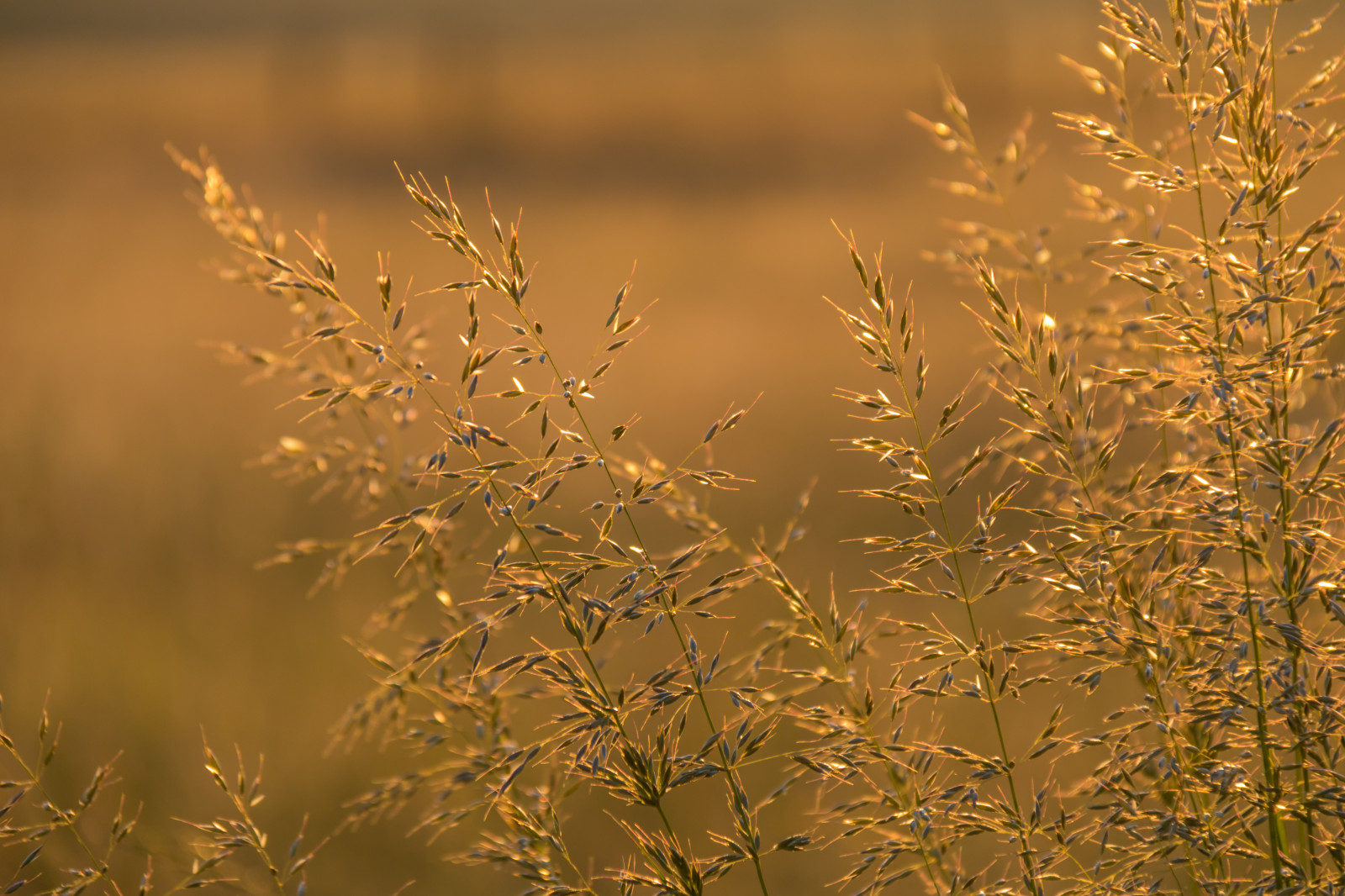 slunečnímu záření, Příroda, tráva, pole, větev, svítání, ráno, strom, podzim, list, květ, svítání, lučina, rostlina, flóra, soluppg ng, gryning, exif modelu canoneos760d, geocountry, Kamera aby kánon, geocity, Model fotoaparátu canoneos760d, geostate, geolocation, EXIF čočka efs18200mmf3556is, EXIF otvor 56, exif focallength 200mm, exif aby kánon, exif isospeed 160, louka, prérie, atmosférický jev, tráva rodina, závod stonek