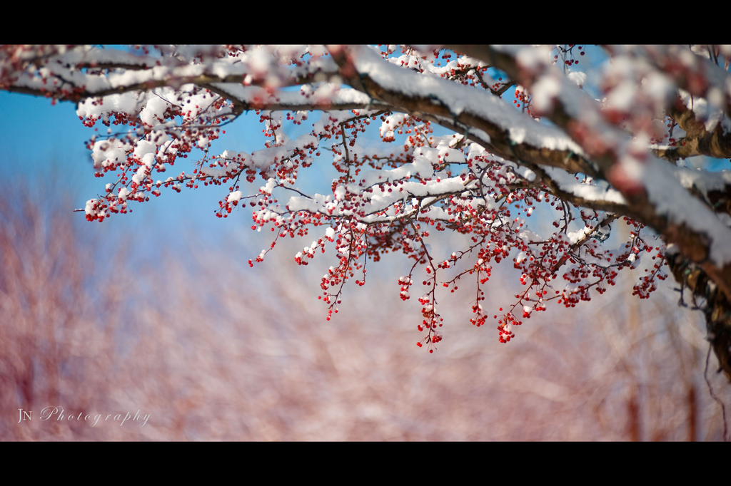 slunečnímu záření, Příroda, Červené, sníh, zima, fotografování, větev, modrý, mráz, Třešňový květ, květ, jaro, zmrazení, strom, list, květ, rostlina, sezóna, flóra, větvička, zblízka, makro fotografie
