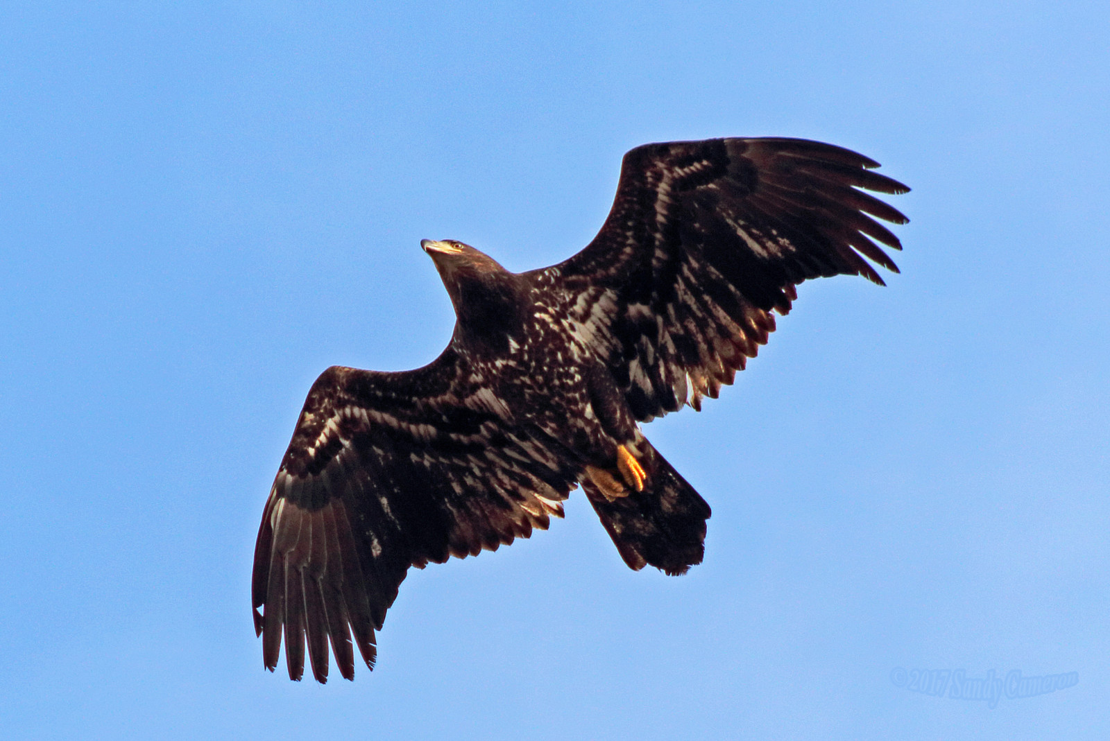 Příroda, křídla, letící, Volně žijících živočichů, Kánon, Kanada, dravý pták, orel, Orel bělohlavý, zobák, Sokol, raptor, Let, zvíře, pták, jestřáb, birdofprey, Orel bělohlavý, před naším letopočtem, mladý, modrá obloha, káně, křídlo, fauna, Britská Kolumbie, mladistvý, obratlovců, sup, plešatý, Accipitriformes, birdphotography, ptáčník, horní, wildlifephotography, birdphoto, deltabc, Lower Mainland, canoneosrebelt5, haliaeetusleucocephalus, boundarybay