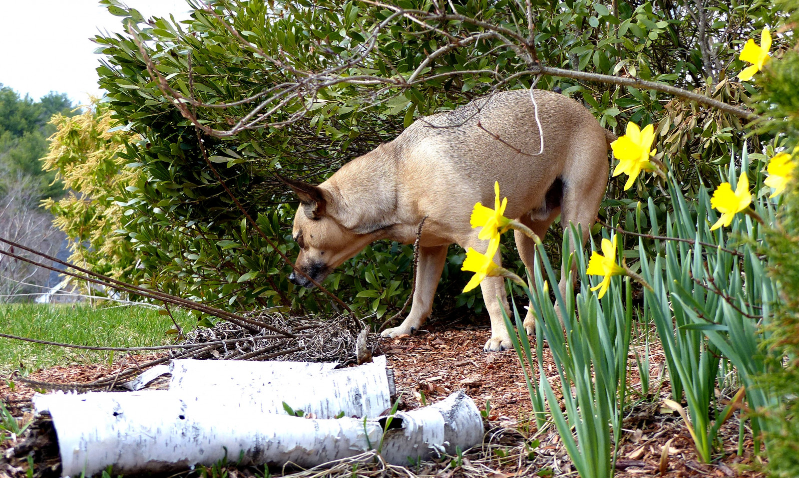 Wallpaper flowers, dogs, yellow, spring, colorfulworldyellow
