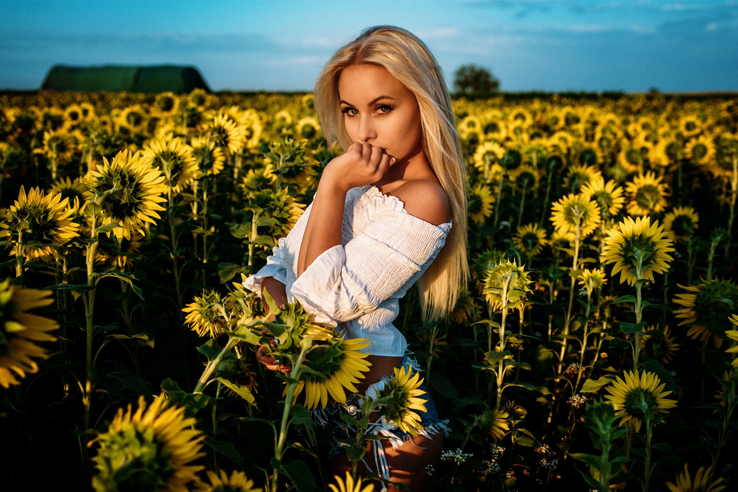 pix Sunflower Wallpaper Hd Portrait blonde model portrait looking