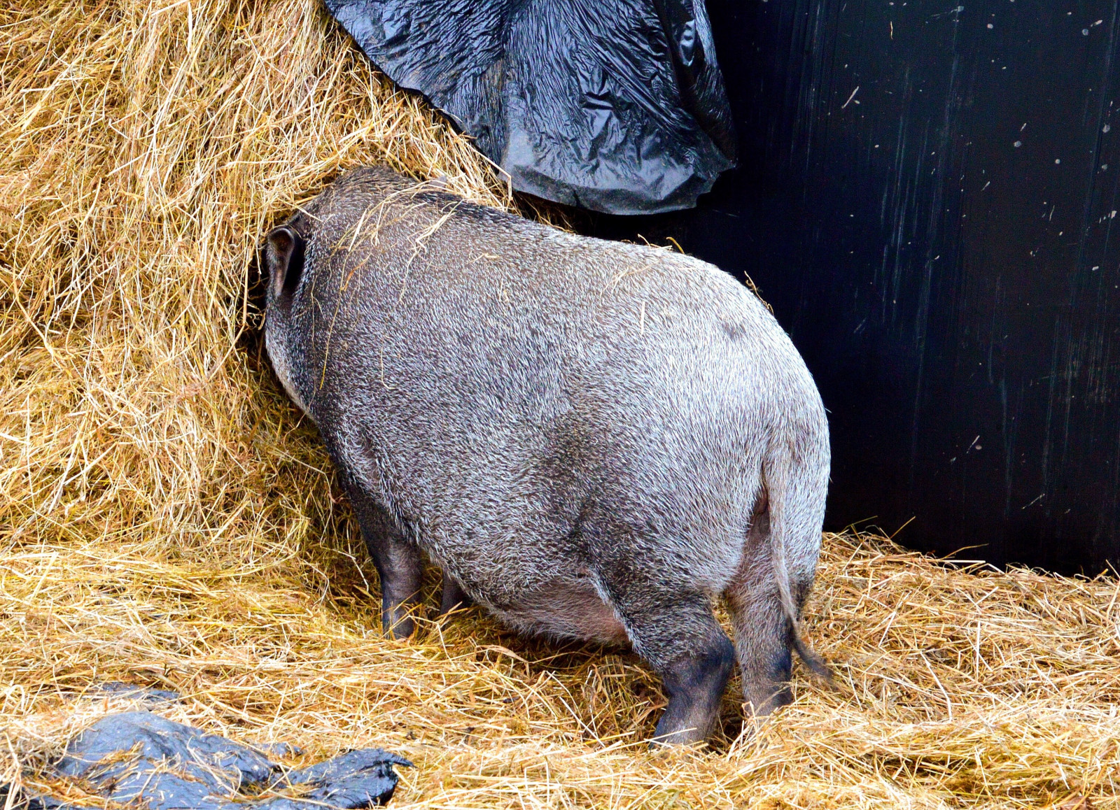 nero, cibo, coda, erba, gambe, natura, Nikon, mangiare, plastica, animale, all'aperto, bestiame, insolito, maiale, fauna, mammifero, posteriore, nikond3200, umorismo, grugno, organismo, Insolite, tamron16300mm, maiale domestico, maiale come mammifero, hollingworthlake, pecari, cinghiale, foraggio, Littleborough, Pascolo nuovo, Potbelliedpig, Susscrofadomesticus