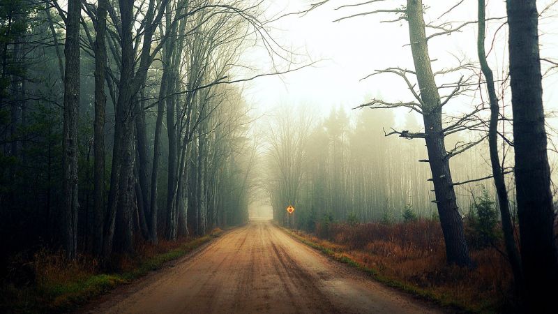 sunlight, trees, landscape, forest, nature, grass sunlight, trees, landscape, forest, nature, grass