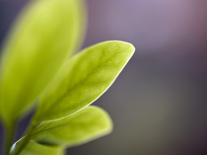 photography, green, yellow, color, leaf, blossom photography, green, yellow, color, leaf, blossom