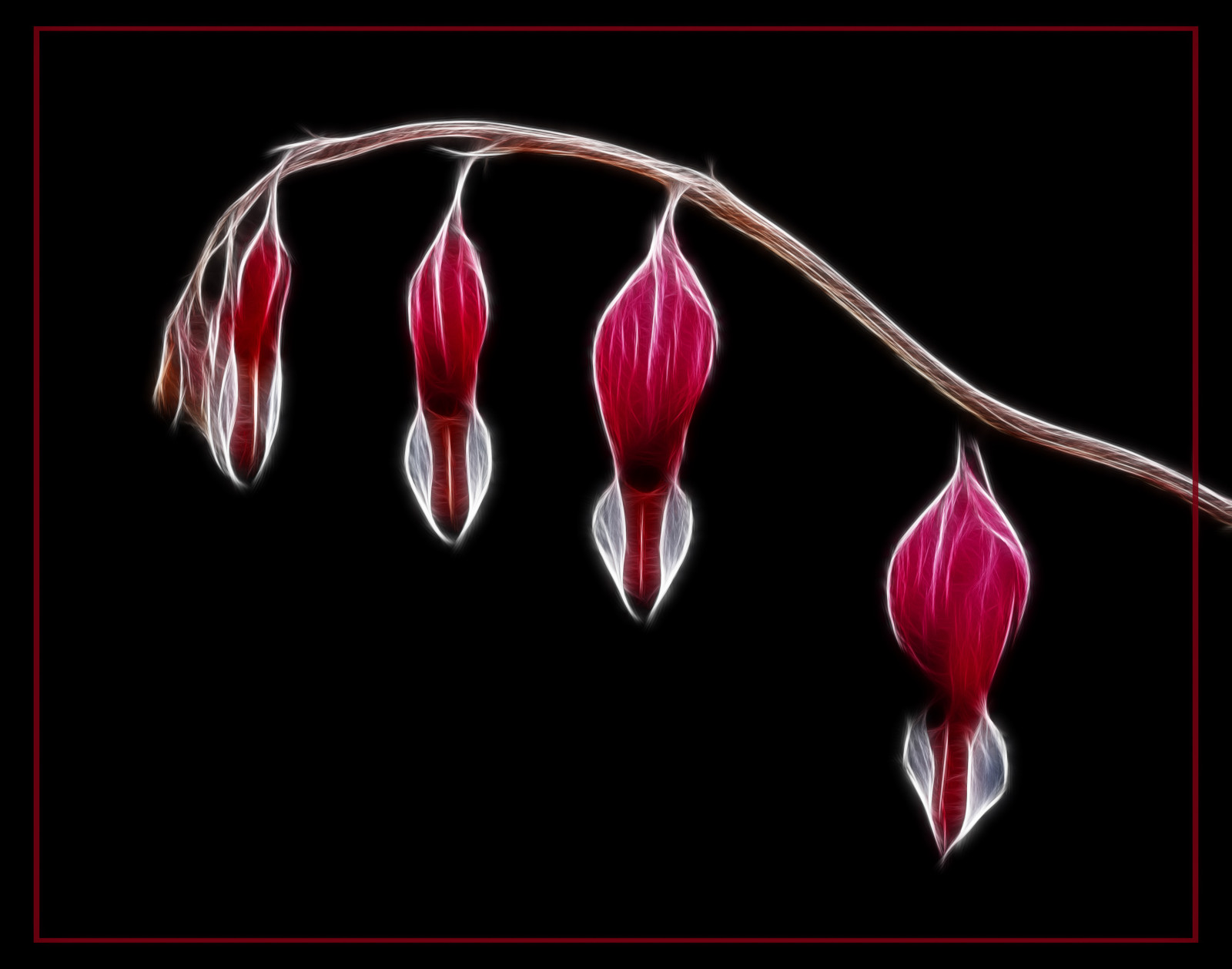 květiny, makro, domů, nás, Pennsylvania, obsah, místa, technický, longwoodgardens, Složka, takenby, chestercounty, 2011, petersphotos, fractalious, 20110513homeflowers