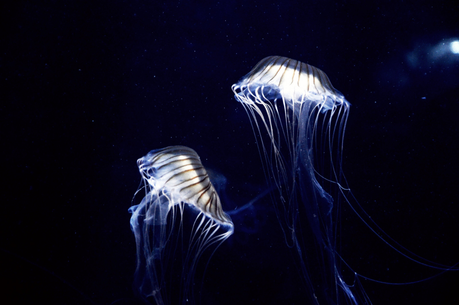 følge efter, mig, placere, du, kun, drøm, Før, jeg, kom, hen ad, medusas, Medusa, dyr, fisk, jellifish, akvatiske, dyr, hav, liv, München, munchen, deutschland, Tyskland, lyse, blå