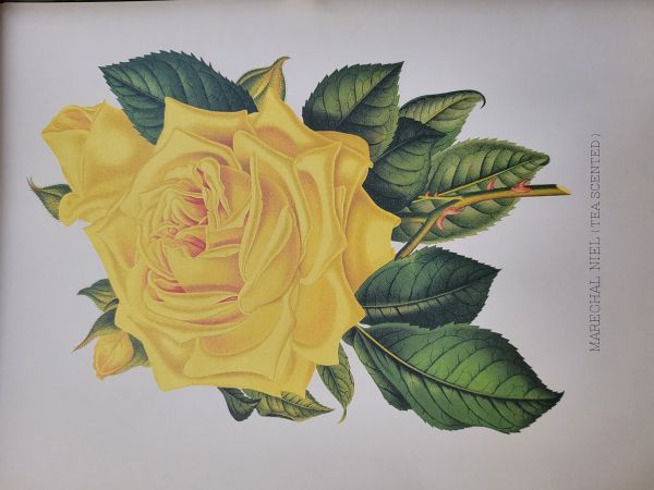 rose,flowers,leaves