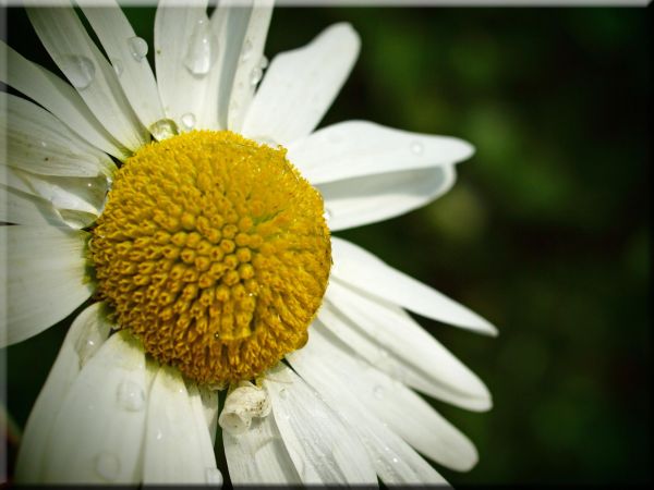 macro,makro,bl te,leucanthemum,margeriten