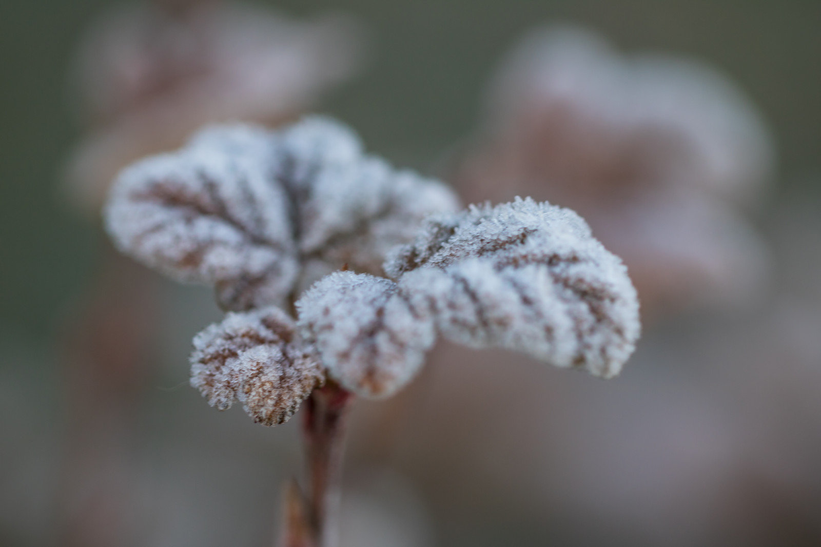 natur, sne, vinter, fotografering, makro, afdeling, kold, frost, blomst, forår, Fryser, træ, blad, blomst, plante, sæson, flora, makro, s dersl tt, Kallt, kronblad, Kvist, botanik, tæt på, makrofotografering, smag, stængelplante