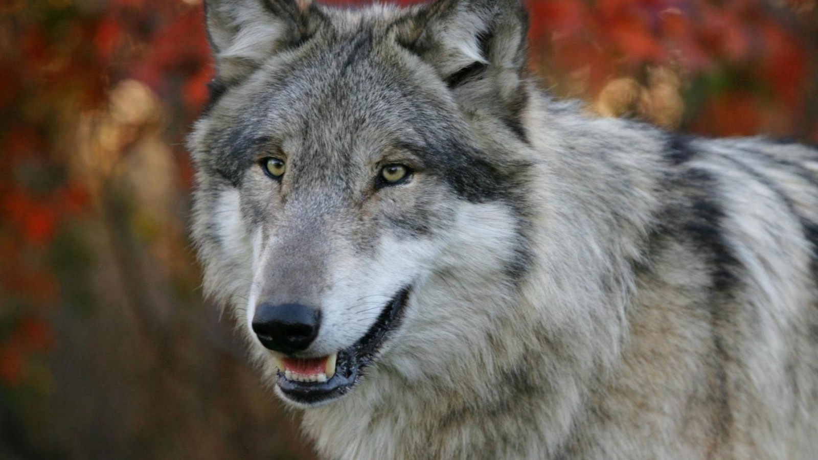 ulv, pattedyr, hvirveldyr, Ulvehund, Saarlooswolfhond, hund som pattedyr, hundens race gruppe, Grønland hund, carnivoran, hund krydsninger, hunderace, tjekkoslovakisk ulvehund, canis lupus tundrarum, rød ulv, norsk elghund, tamaskan hund, øst sibirisk laika, nordlige inuit hund, vest sibirisk laika, Native American indian hund, j mthund, Shiloh Hyrdehund