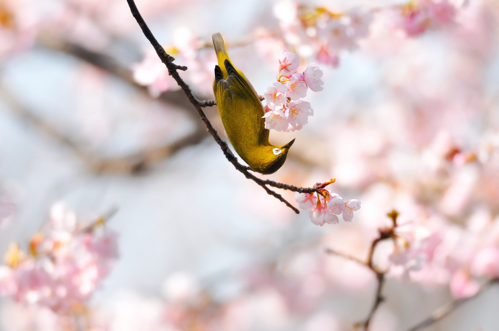 Wallpaper bird, branch, flower, bloom 2048x1360 4kWallpaper