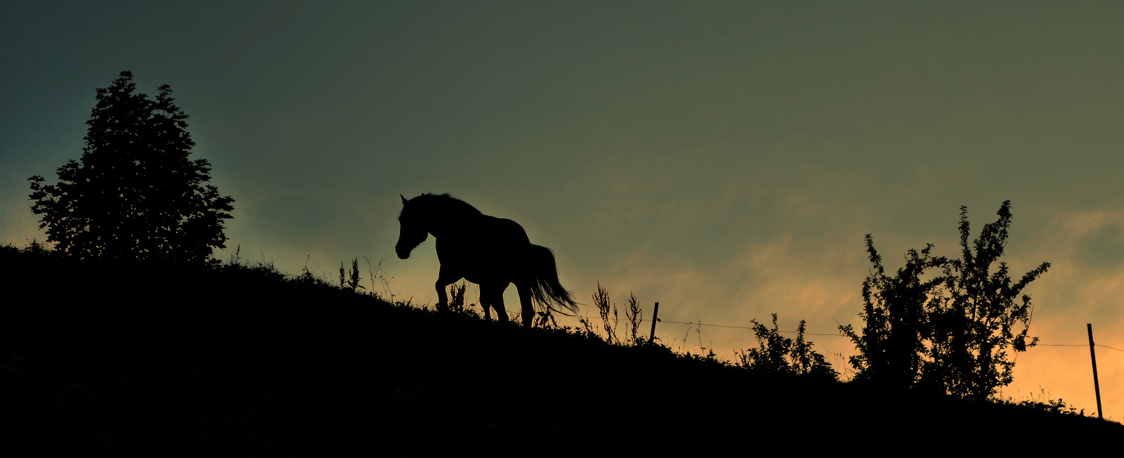 slunečnímu záření, krajina, západ slunce, Příroda, kůň, tráva, nebe, silueta, svítání, večer, ráno, Volně žijících živočichů, atmosféra, soumrak, cesta, kon, Soumrak, Tramonto, světlo, mrak, strom, zvíře, flickr, Landschaft, svítání, rostlina, paisaje, pěkný, tma, 100fav, sonnenuntergang, kůň, puestadesol, Užívat si život, Pfastatt, blogspfastatt, počítač tapeta, dřevina, meteorologický jev, kůň jako savci, clairobscur, stock photography