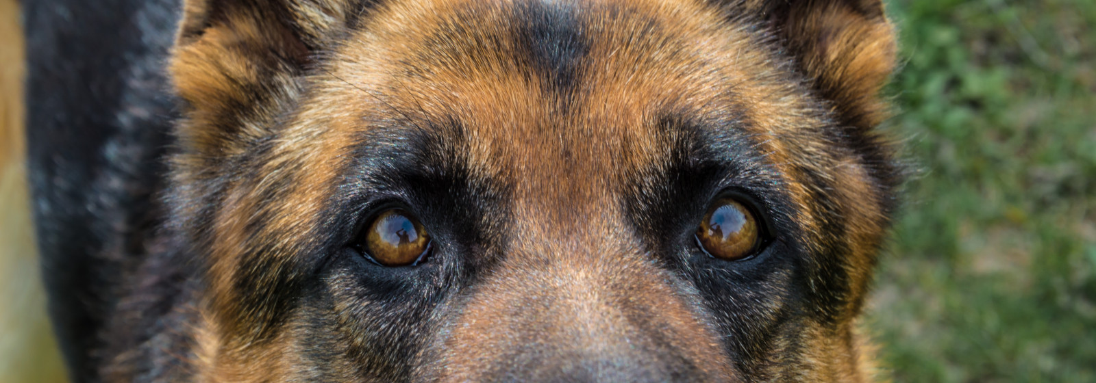 portræt, øjne, græs, hund, dyreliv, ulv, pels, whiskers, sukkerrør, tysk, fårehyrde, hundehvalp, schæferhund, sål, ritratto, giardino, animale, sguardo, pelo, Faccia, occhi, snude, hund som pattedyr, hundens race gruppe, hunderace, allaperto, Cucciolo, Schæferhund, lupo, Pastore, gamle tyske hyrde hund, domestico, Muso, Tedesco, kunming wolfdog