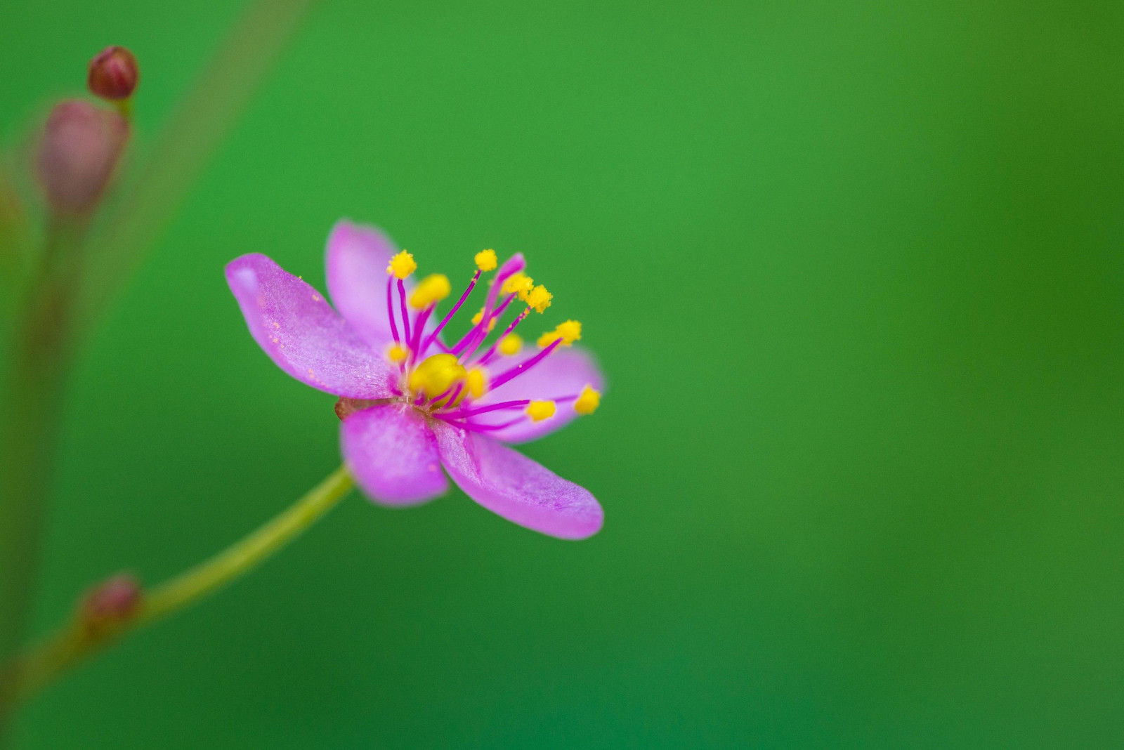 blomster, planter, fotografering, makro, grøn, gul, blomst, blad, blomst, plante, flora, kronblad, wildflower, jord plante, blomstrende plante, tæt på, makrofotografering, stængelplante, nektar