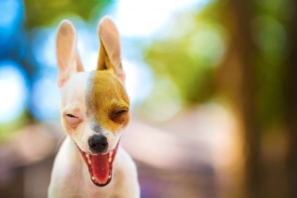 dog,puppy,chihuahua,cute,smile,funny