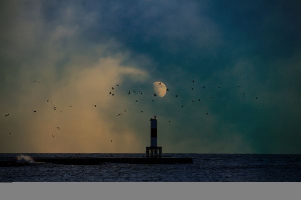 birds, sea, night, lake, sunlight, reflection