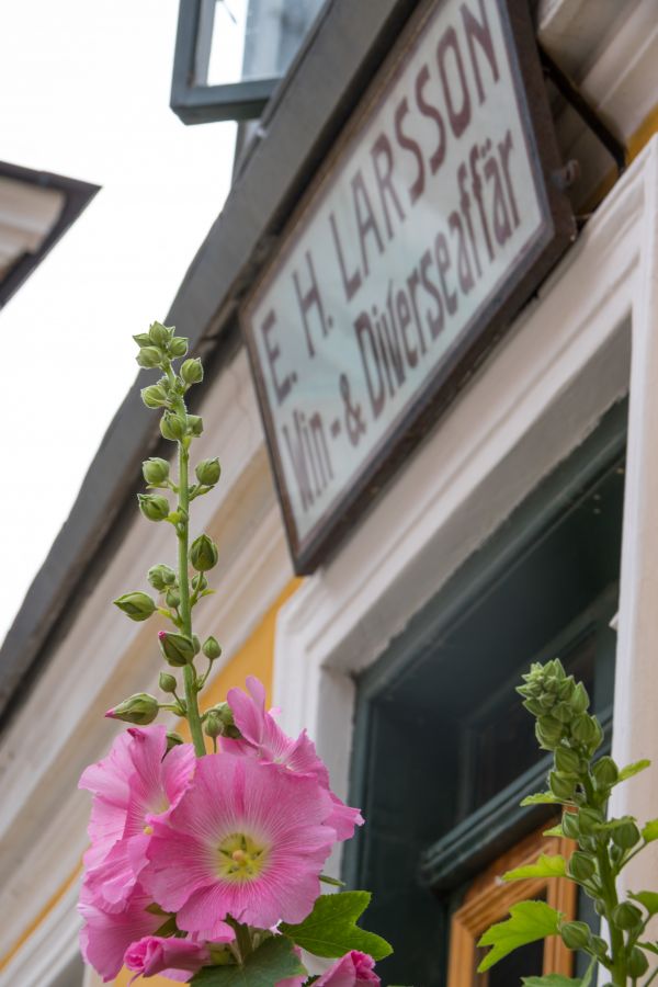 restaurant,flower,plant,blomma,lund,stockros