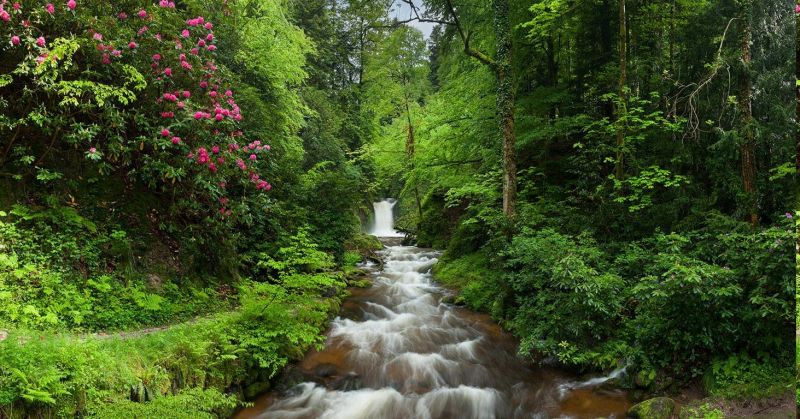 1463x768 px,pâraie,flori,pădure,verde,peisaj