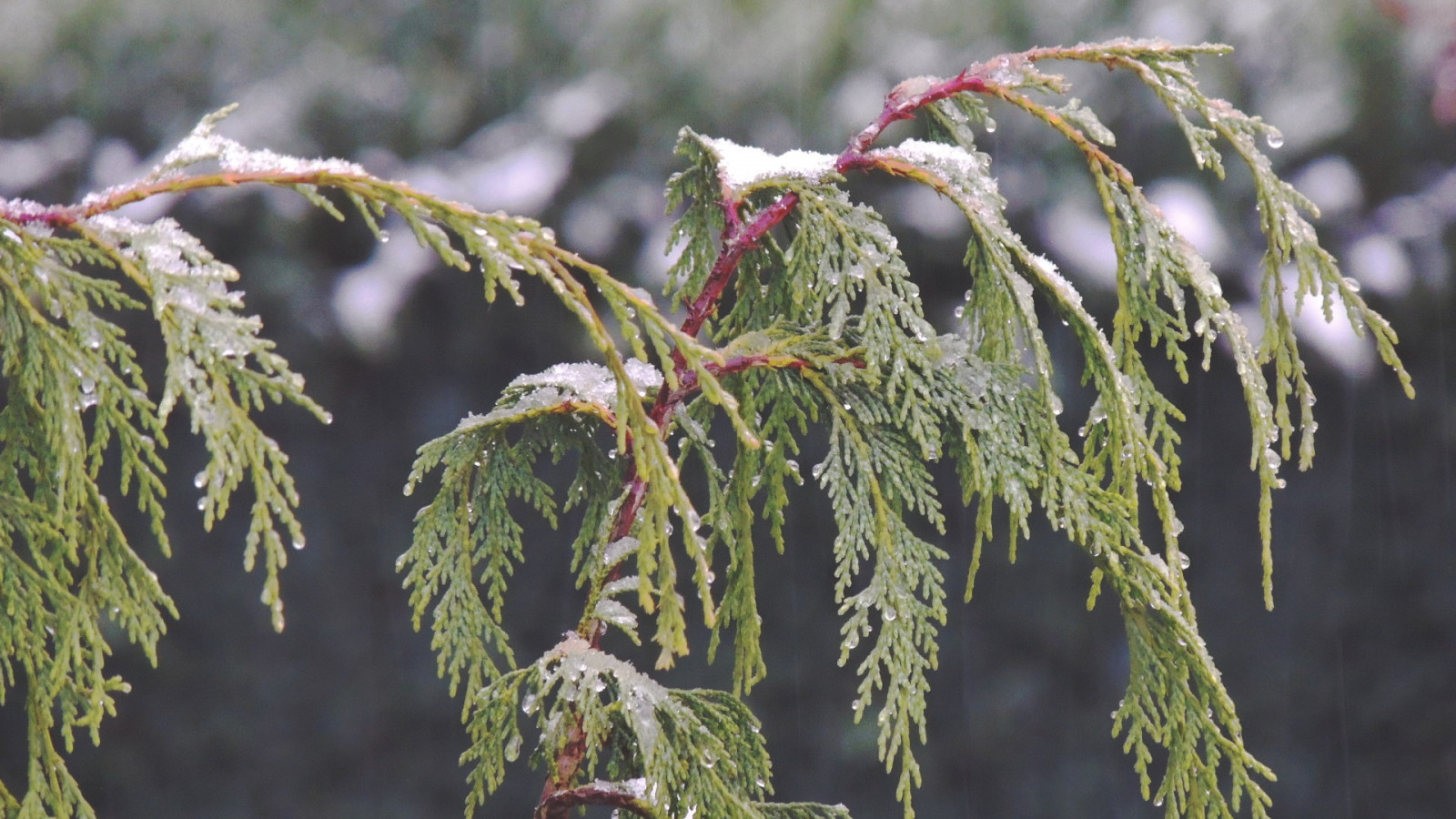 1920x1080 px, natura, piante