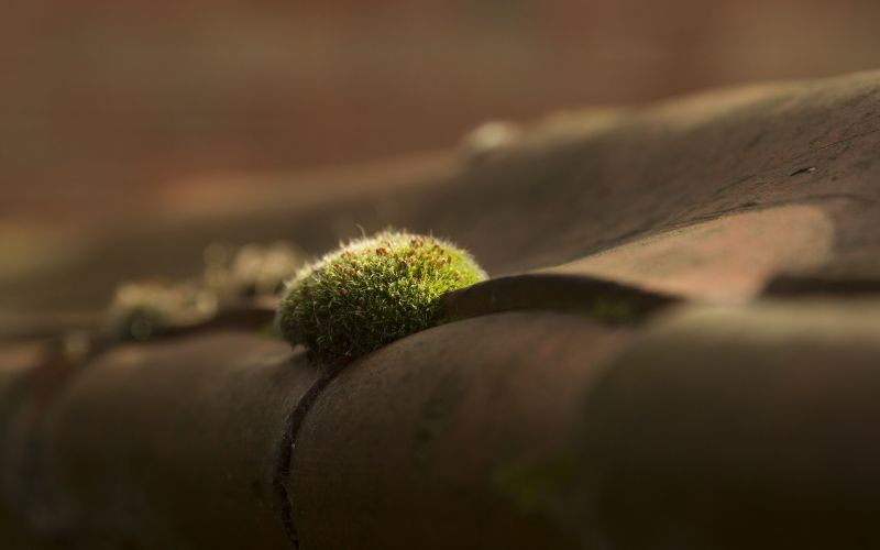 2560x1600 px, Tiefenschärfe, Makro, Moos 2560x1600 px, Tiefenschärfe, Makro, Moos