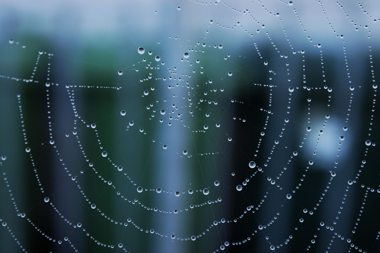 เบา, แมโคร, ธรรมชาติ, รูปแบบ, เว็บ, ใยแมงมุม, น้ำค้าง, การหักเห, waterdrops, ใยแมงมุม, eos600d