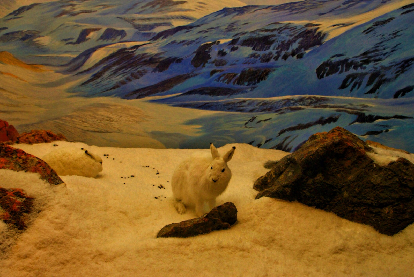 krajina, bílý, architektura, ocas, Skála, Příroda, písek, budova, sníh, Kánon, kámen, kanadský, divočina, rám, muzeum, Arktický, objektiv, viktoriánský, Columbia, tundra, plošina, atrakce, pamětní, Pacifik, rebel, Terén, velký, cestovat, hora, Pohled, severní, oceán, králičí, materiál, turista, medvěd, Zobrazit, sigma, onasill, scénický, site, SL1, D1000, polární, přírodní prostředí, badlands, Liparské landform, mládě, 15250 mm, stewerton, artic