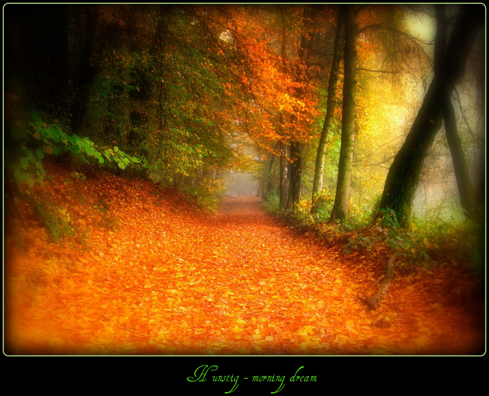 luce del sole, foresta, autunno, natura, legna, mattina, Germania, nebbia, struttura, polvere, sentiero, sognante, ARTE, mistico, albero, autunno, nebbia, foglia, stagione, modo, sognare, creativo, naturesfinest, platinumheartaward, bestcapturesaoi, platinumphoto, artofimages, immagine dello schermo, magicunicornverybest, Oberberg, platinumsuperstar, bestofmywinners, magicway, habitat, ambiente naturale, sfondo del computer