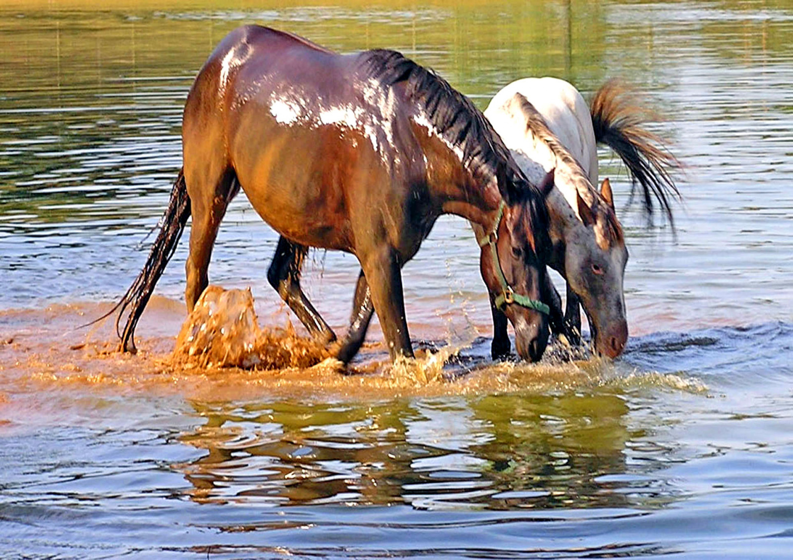 Pferde, Pferd, nass, Wasser, Georgia, Spaß, glücklich, Wasserstelle, Spritzen, Naturesfinest, Blueribbonwinner, wateringholes, Abigfave, Aplusphoto