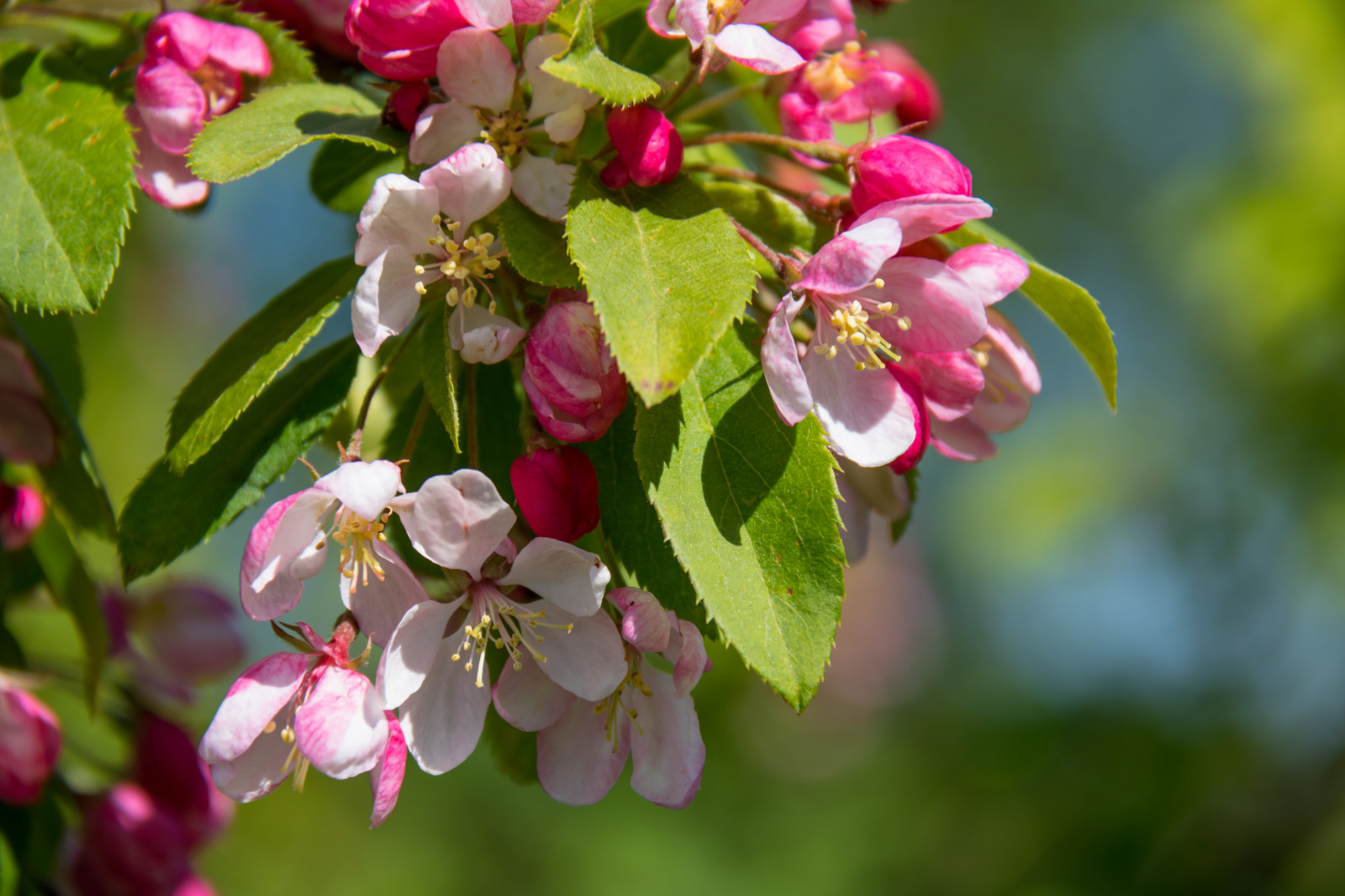 jídlo, Příroda, park, větev, ovoce, květ, růžový, list, květ, rostlina, flóra, Malmo, Pildammsparken, exif modelu canoneos760d, geocountry, Kamera aby kánon, geocity, Model fotoaparátu canoneos760d, geostate, geolocation, EXIF čočka efs18200mmf3556is, exif focallength 200mm, exif aby kánon, EXIF isospeed 100, EXIF otvor 71, okvětní lístek, Blom, rosa, divoká rostlina, vyrobit, botanika, suchozemská rostlina, kvetoucí rostlina, keř, makro fotografie