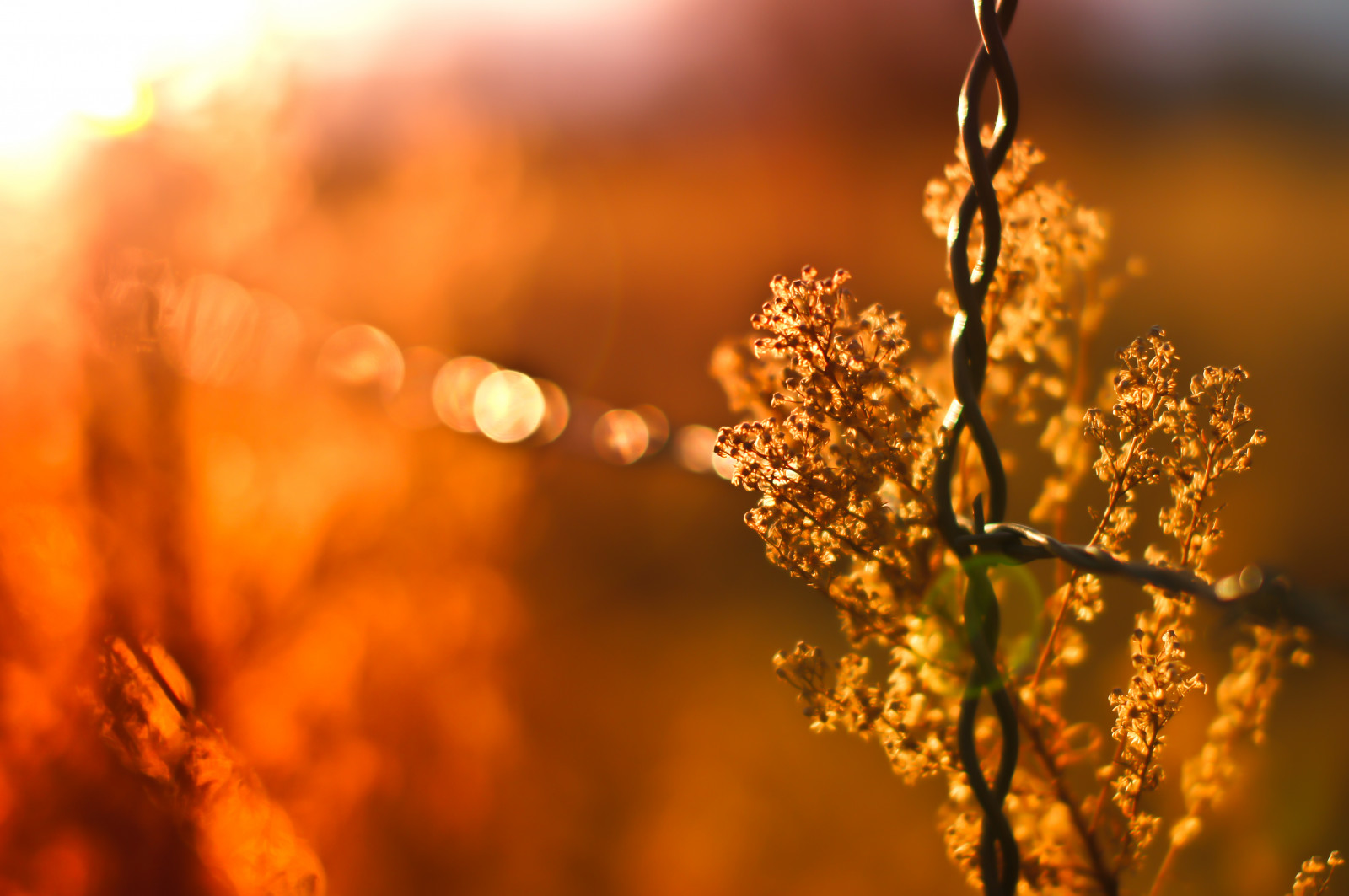 Wallpaper flowers, light, flower, ART, photography 4912x3264 1013029 HD Wallpapers