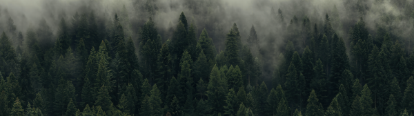 nature,trees,forest,landscape,ultrawide