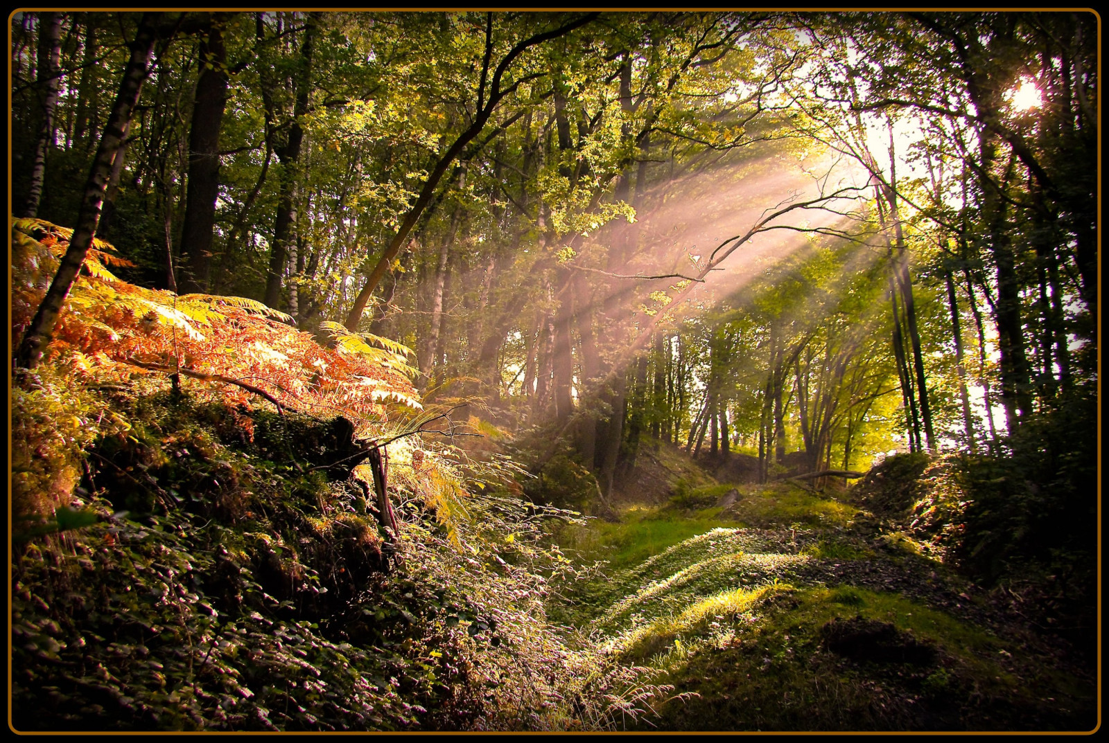 luce del sole, paesaggio, foresta, autunno, roccia, natura, erba, legna, ramo, Alba, giallo, mattina, Germania, Sole, natura selvaggia, giungla, sentiero, foresta pluviale, Colonia, ARTE, raggio, raggi, albero, autunno, foglia, pianta, elitegalleryaoi, vegetazione, creativo, abigfave, theperfectphotographer, bestcapturesaoi, Bravo, aplusphoto, golddragon, platinumphoto, goldstaraward, thebestofday, rubyphotographer, superaplus, Oberberg, bosco, pianta legnosa, temperata foresta di conifere, bioma, vecchia foresta di crescita, foresta temperata, deciduo, cffaa, Wiehl