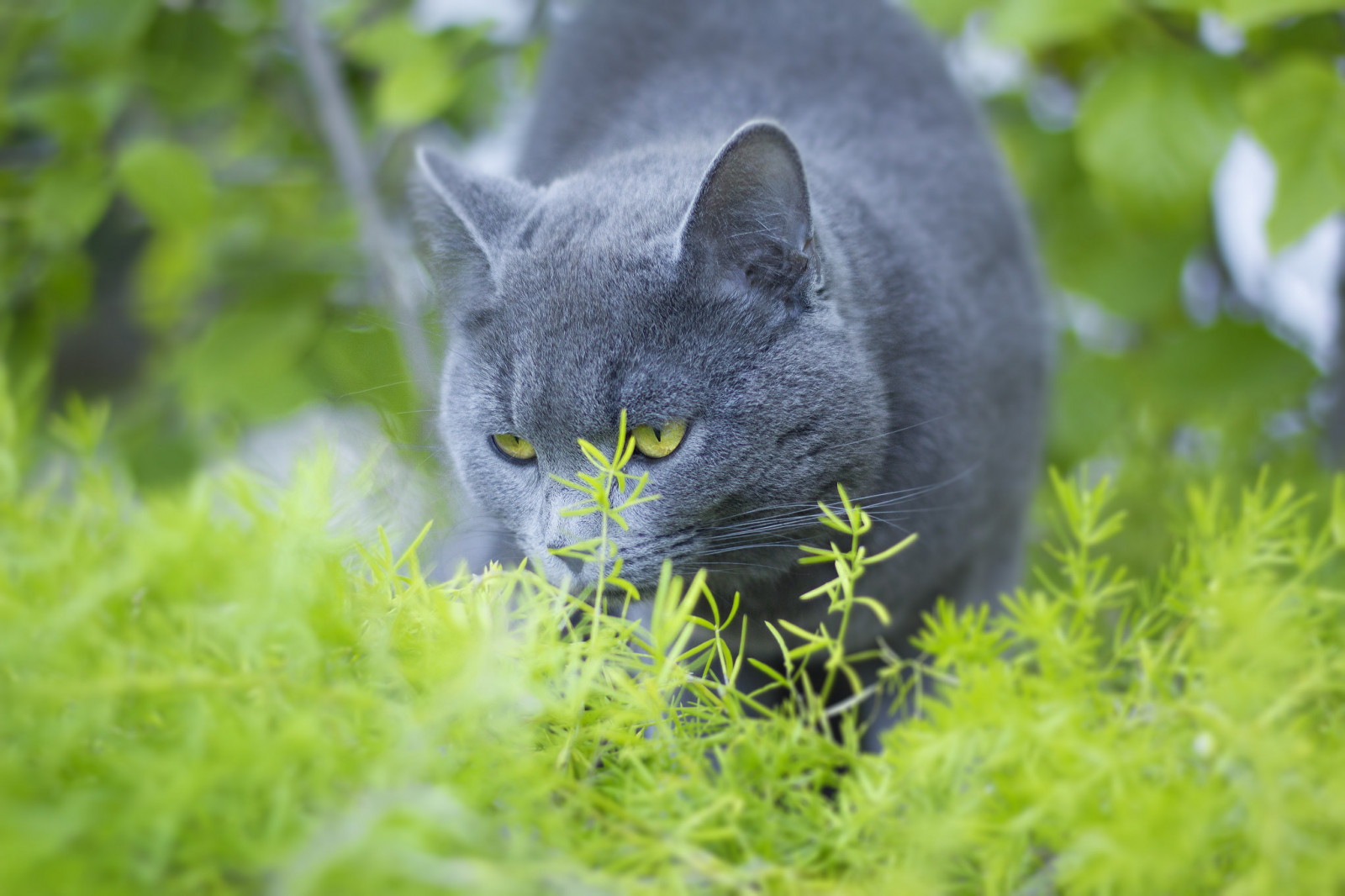 Wallpaper grass, green, whiskers, Russian Blue, wild cat, Black Cat