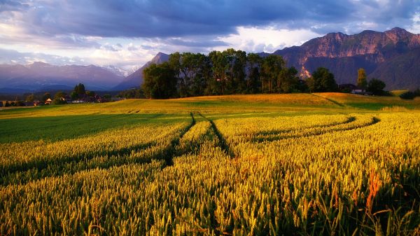 1920x1080 px,fields,landscapes,nature,Alps,golden