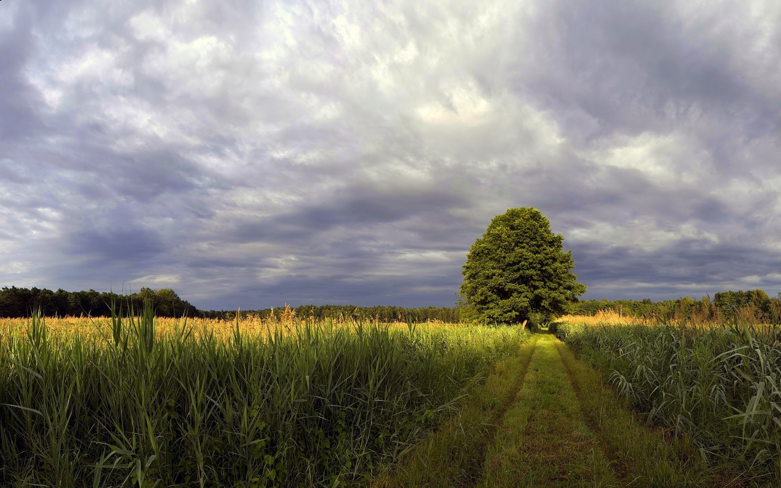 slunečnímu záření, krajina, kopec, Příroda, tráva, nebe, pole, zelená, ráno, horizont, mrak, strom, podzim, květ, lučina, rostlina, pastvina, zemědělství, louka, prostý, 1920x1200 px, prérie, venkov, místo výskytu, přírodní prostředí, atmosférický jev, dřevina, ekosystém, tráva rodina, meteorologický jev