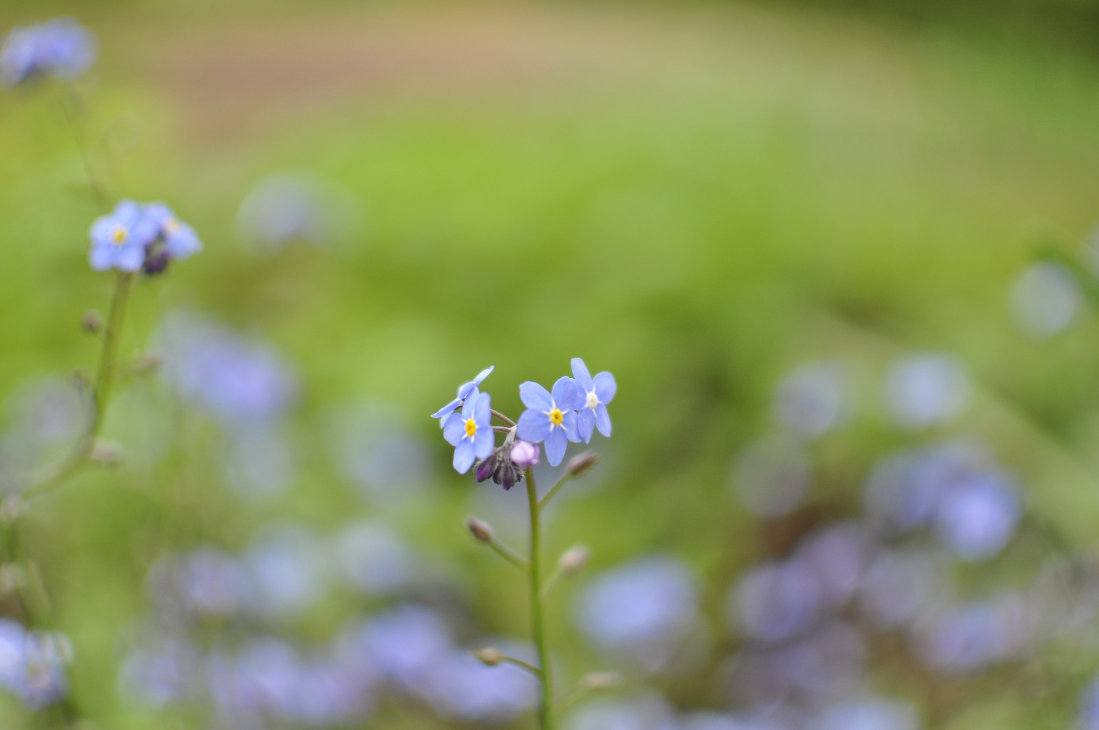 květiny, Příroda, listy, bokeh, makro