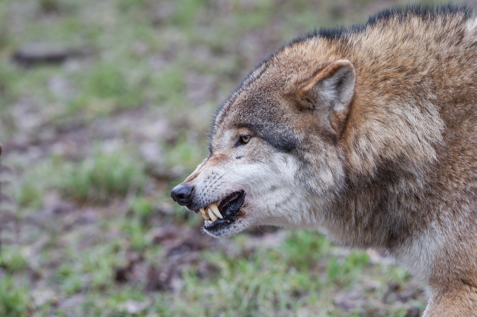 tráva, Volně žijících živočichů, vlk, kojot, fauna, savec, čenich, pes jako savec, canis lupus tundrarum, red wolf, tierpark, šakal, přírodní rezervace, Eurasianwolf, Commonwolf, Eurasischerwolf, šedý vlk, Sababurg, Tierparksababurg, terrestrial animal
