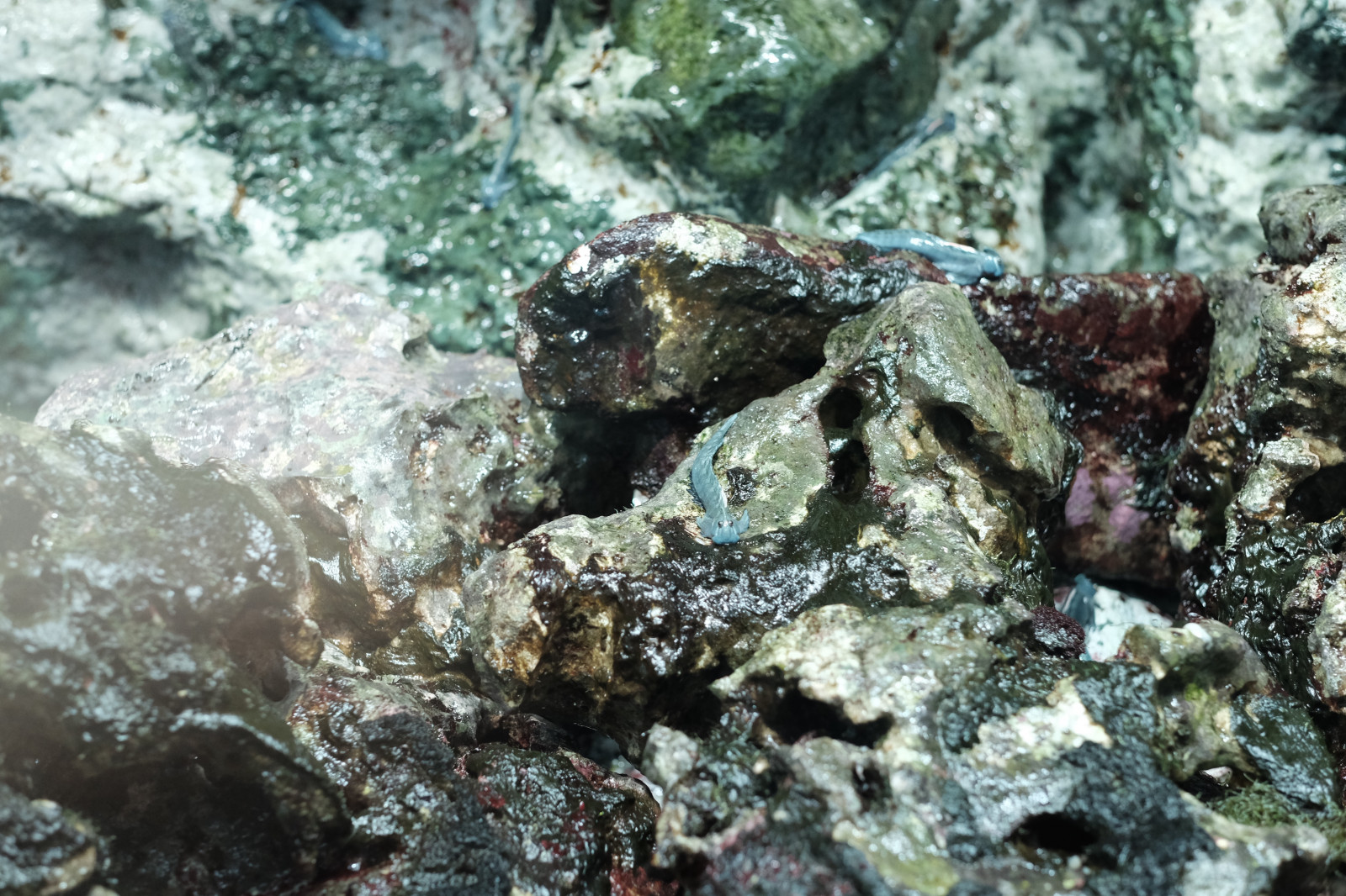 klippe, dyreliv, undervands-, koral, koralrev, Tokyo, Fujifilm, alger, biologi, rev, Fujinon, x, xf56mmf12r, xf56mm, xt1, Kasai, kasairinkaipark, tokyosealifepark, fauna, hvirvelløse, havbiologi