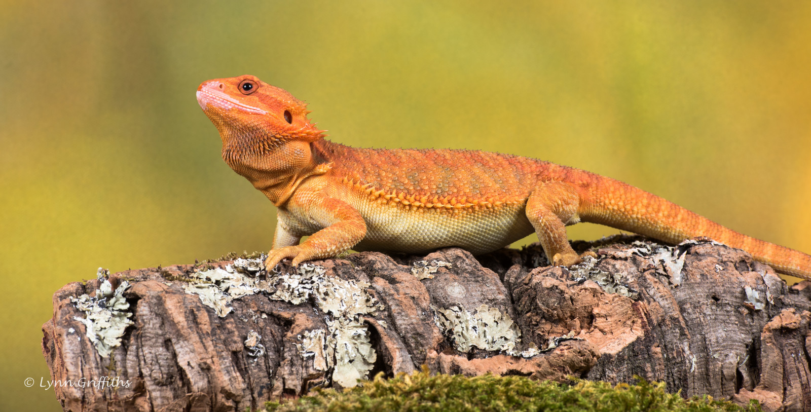 plaz, ještěrka, terrestrial animal, zmenšen plazů, fauna, Iguana, Igvaja, agama, Agamidae, organismus, dactyloidae, chameleón, Lacertidae, american chameleon