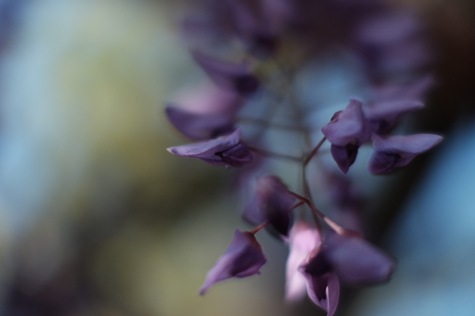 ญี่ปุ่น, ธรรมชาติ, การถ่ายภาพ, สีม่วง, สาขา, เบ่งบาน, สีชมพู, ฤดูใบไม้ผลิ, โตเกียว, fujifilm, Wisteria, ใบไม้, ดอกไม้, ปลูก, พืช, กลีบดอก, ฟูจินอน, x, xf56mmf12r, xf56mm, คามิโระ, xt1, mcex, mcex11, kameidotenjin, ดอกไม้ป่า, พฤกษศาสตร์, ใกล้ชิด, การถ่ายภาพมาโคร, ต้นกำเนิด
