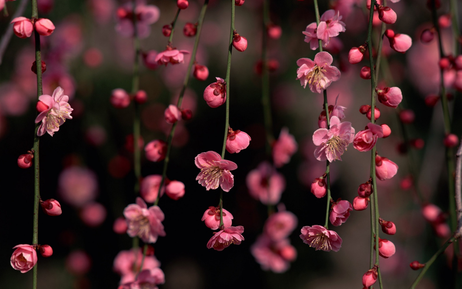 Wallpaper : 2560x1600 px, nature 2560x1600 - CoolWallpapers - 643978 ...