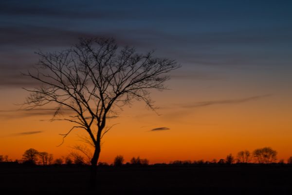 sky, dawn, afterglow, tree, woody plant, horizon