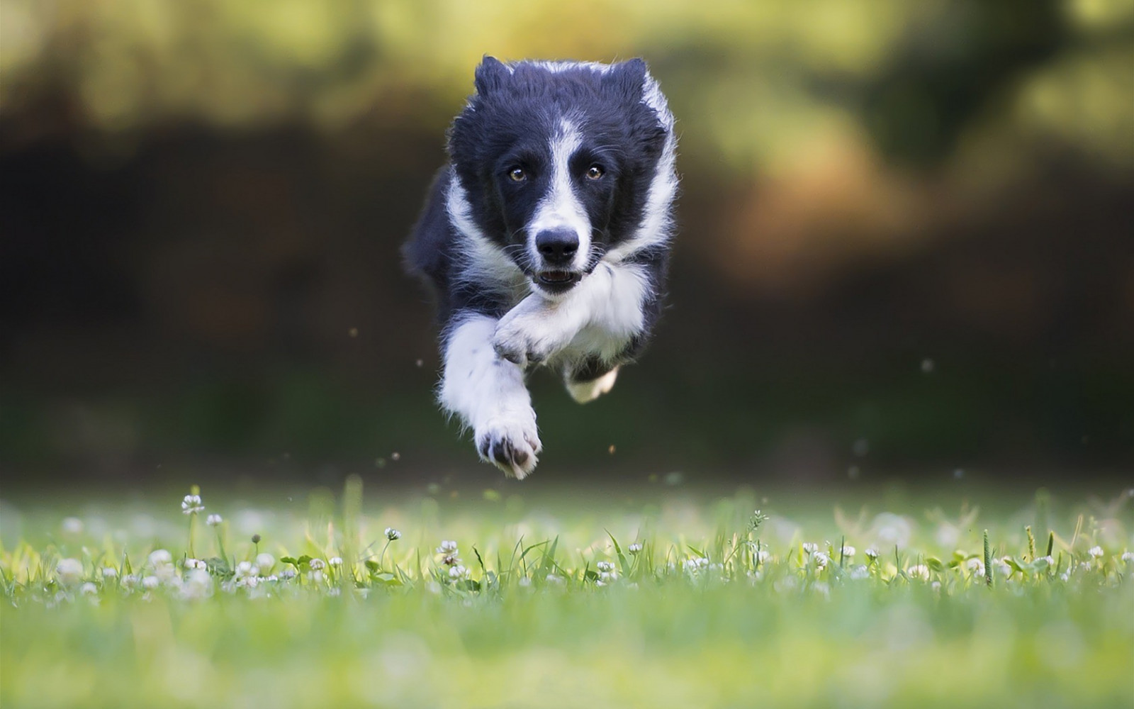 salto, cane, natura, Border collie, fauna, mammifero, vertebrato, cane come mammifero