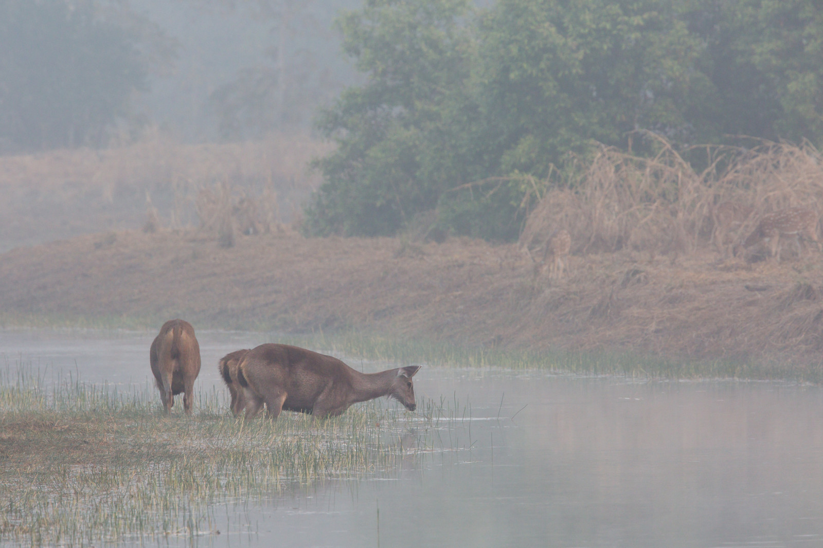 2017, baum, Příroda, natur, strom, Wald, les, Indie, indien, Asie, Asien, tadoba, thomasretterath, Volně žijících živočichů, Nebel, mlha, hirsche, cervidae, pflanzenfresser, býložravec, s ugetier, savci, zvěř, Zvířata, cervusunicolor, sambar, pferdehirsch