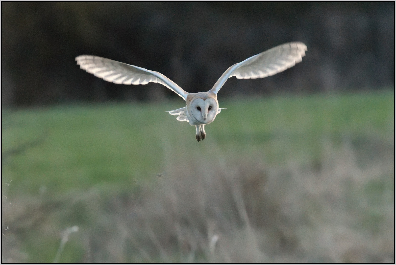 ธรรมชาติ, บิน, สัตว์ป่า, Nikon, นกล่าเหยื่อ, ยุ้งข้าว, นกฮูก, ปาก, เหยื่อ, เที่ยวบิน, iso, สูง, นก, ตะวันออก, birdofprey, ปีก, สัตว์ป่า, anglia, อีโครีเจียน, d500, แคมบริดจ์, Fens