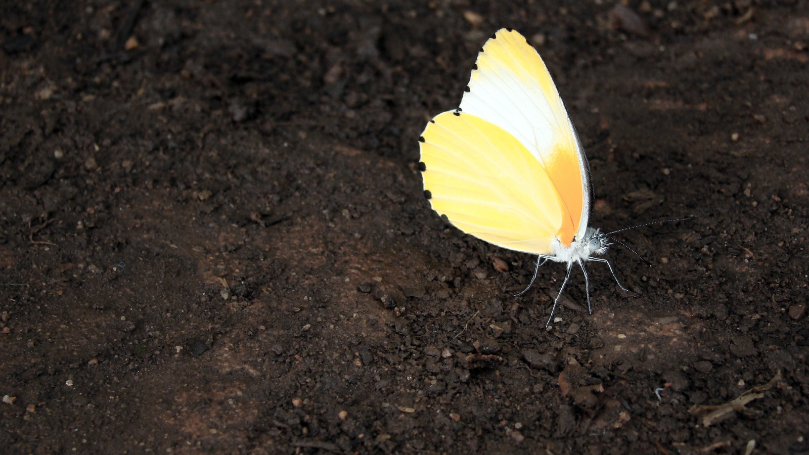 Hayvanlar, doğa, Kanatlar, Fotoğraf, kelebek, böcek, Sarı, Yaprak, çiçek, bitki örtüsü, Yaprakları, fauna, toprak, kapatmak, Makro fotoğrafçılığı, omurgasız, Güveler ve kelebekler