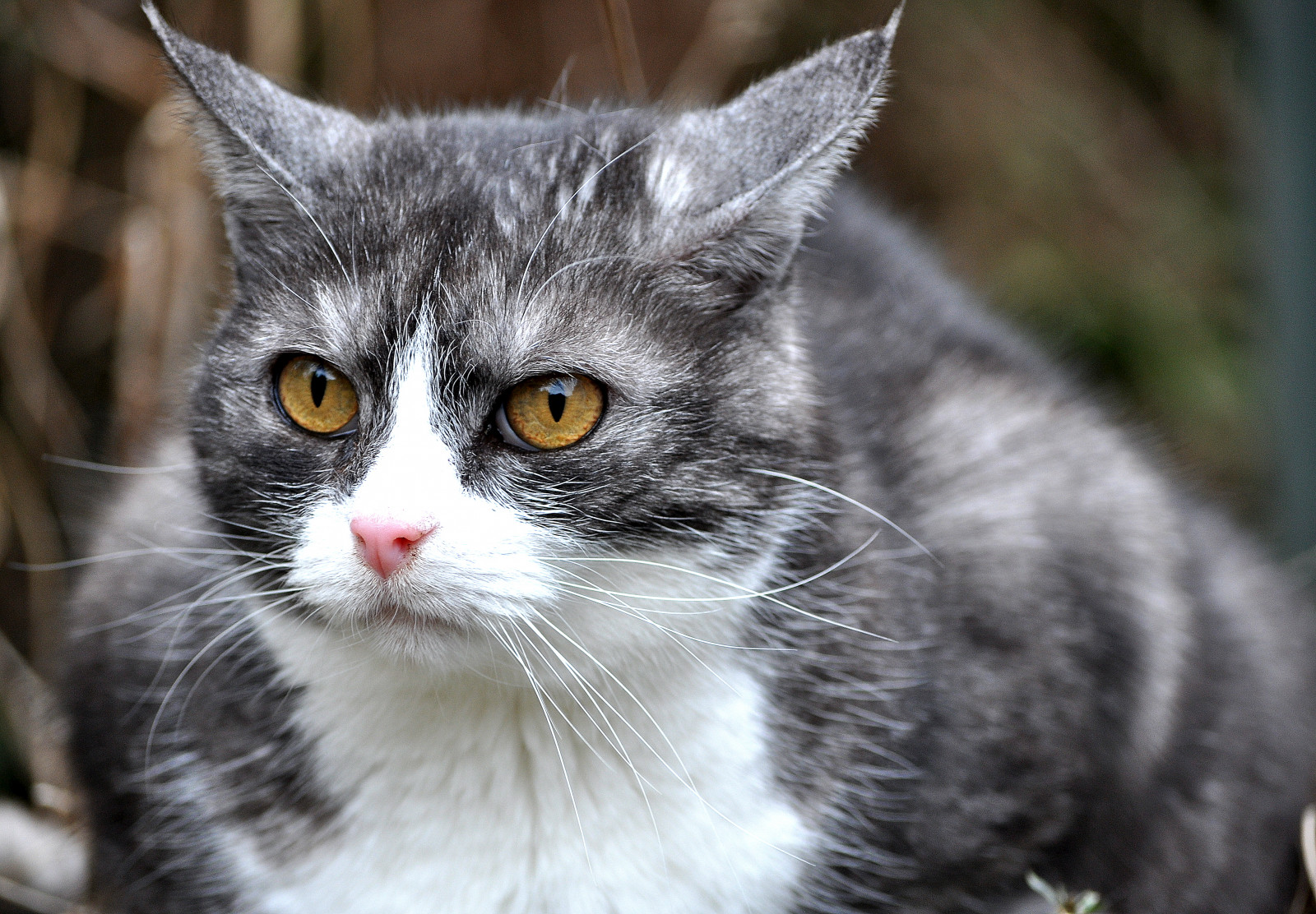 domácí zvíře, kočka, Lev, Kater, mariecorelli, spitmcgee, augenwiebernsteine