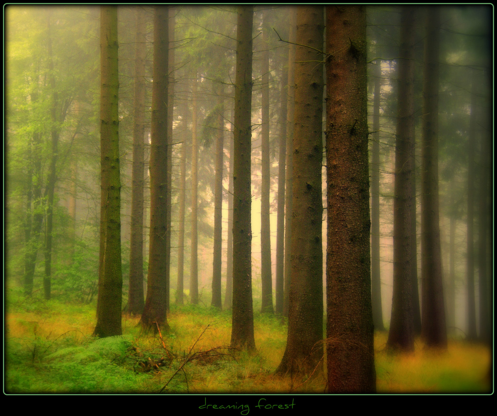 dřevo, mlha, strom, UMĚNÍ, Příroda, mlha, les, Německo, kouzlo, tvořivý, sen, prach, magický, Oberberg, Magicalforest, platinumphoto, theunforgettablepictures, platinumsuperstar, artofimages, bestcapturesaoi, bestofmywinners, elitegalleryaoi