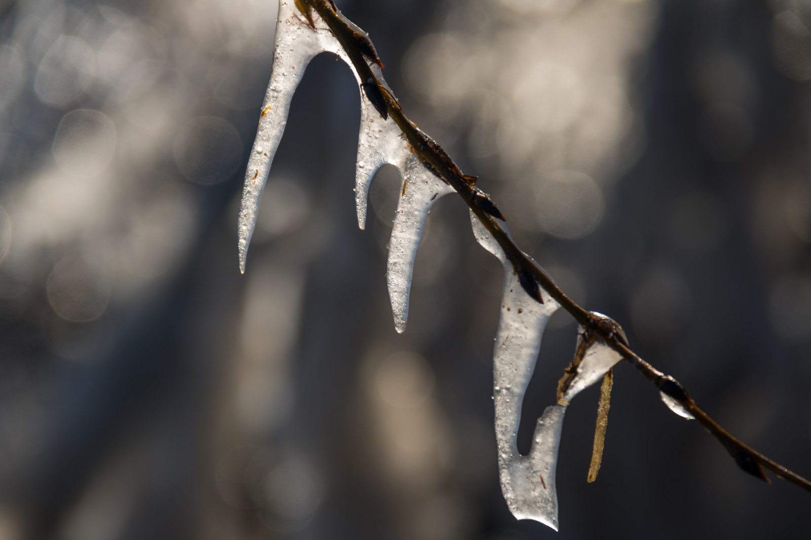 slunečnímu záření, voda, Příroda, odraz, sníh, zima, fotografování, větev, led, Studený, mráz, rampouch, jaro, zmrazení, světlo, strom, podzim, list, je, rostlina, sezóna, Vinter, beddingestrand, kallt, větvička, zblízka, makro fotografie, závod stonek